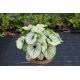 Brunera 'Silver Heart' - Brunnera Silver Heart